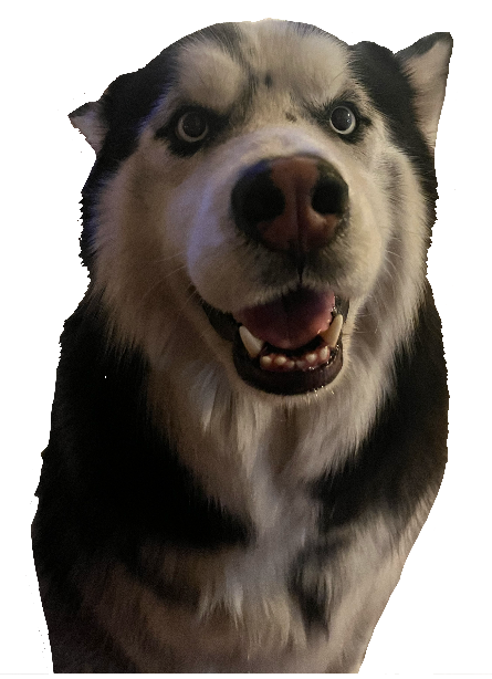 Husky Dog Smiling