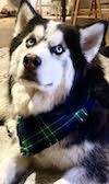 Husky with Bandana