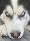 Husky with dramatic/scary look