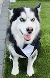 Happy husky with dog suit on