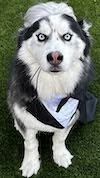 Husky with crazy eyes wearing suit and wig